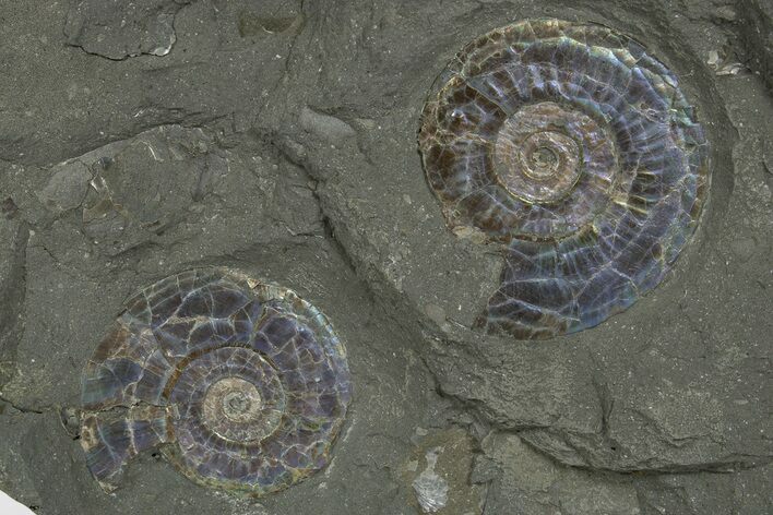Two Iridescent Ammonites (Psiloceras) - England #316381